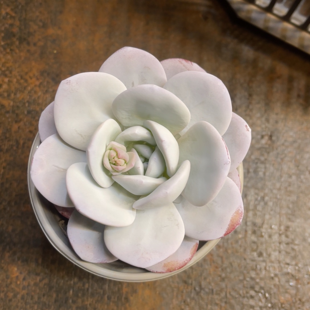 K*猫雪莲单头冠幅10公分