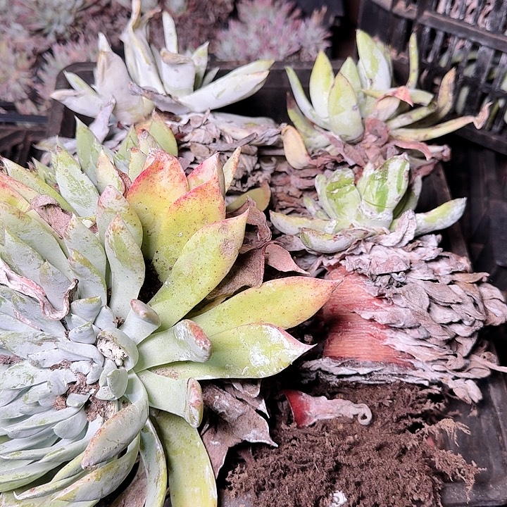 1409瑕疵框拍多肉