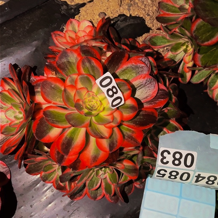 080海神多肉植物处理不售后