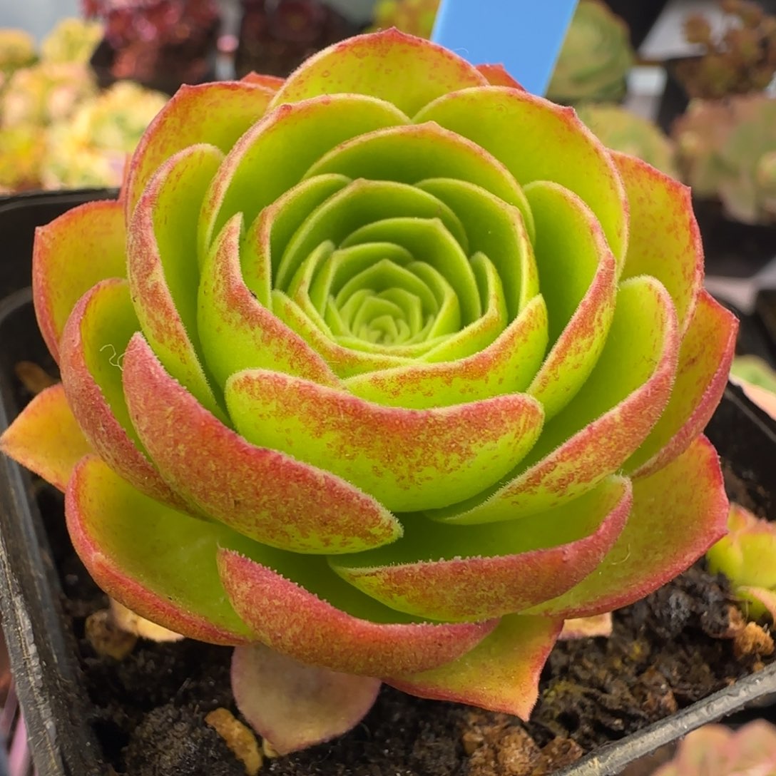 L92半城玫瑰枚法