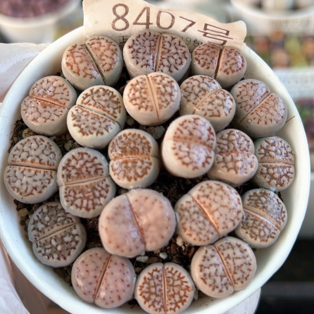 好养易活生石花大母本8407特价