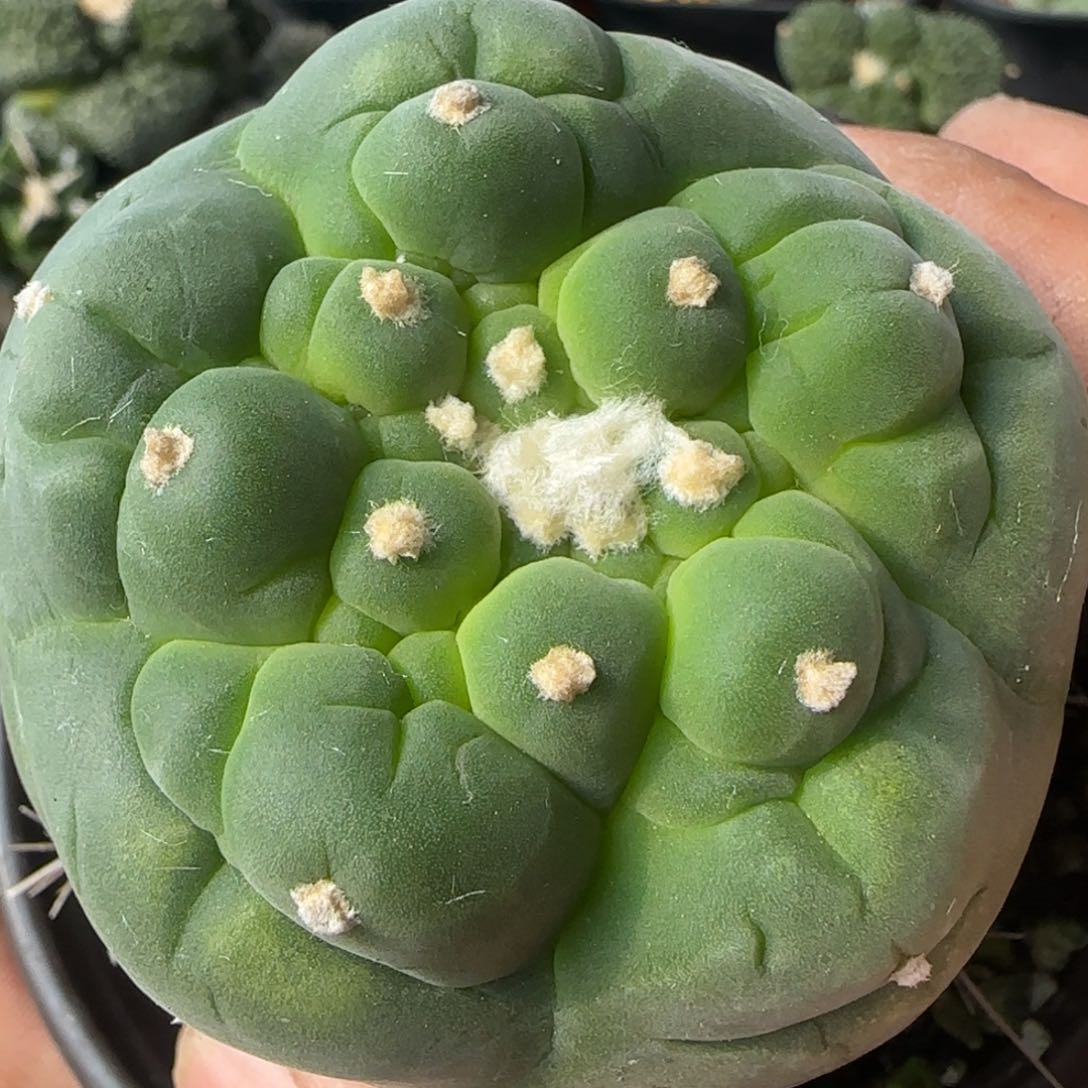 【闪购商品】肌肉大尤854