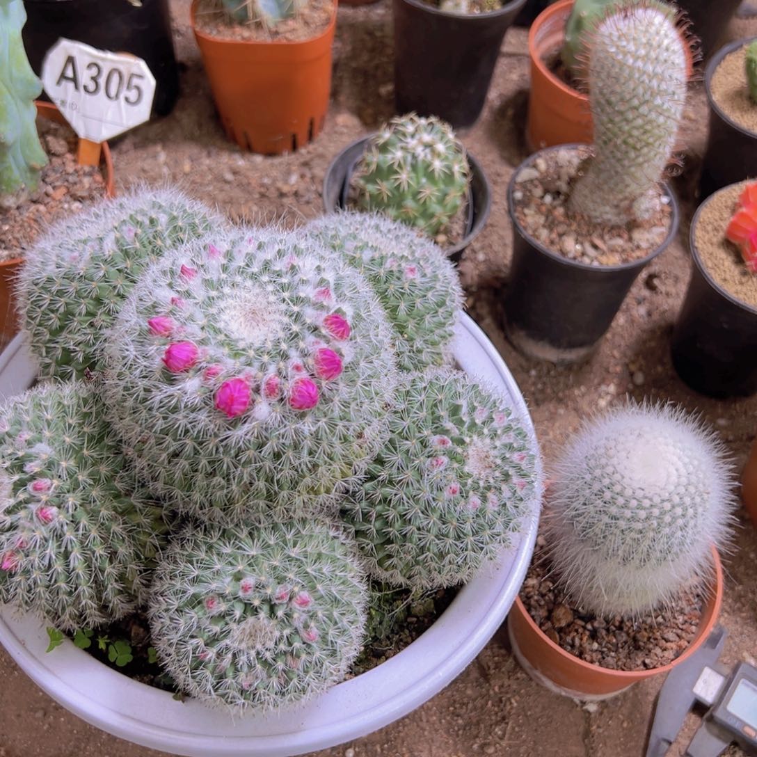 我是一言不合就发疯