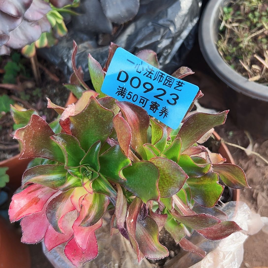 小冰七彩砍过主头923多肉植物