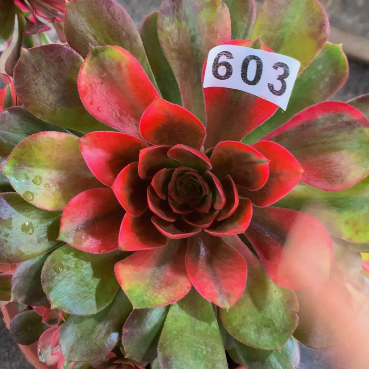 【闪购商品】603红秀多肉
