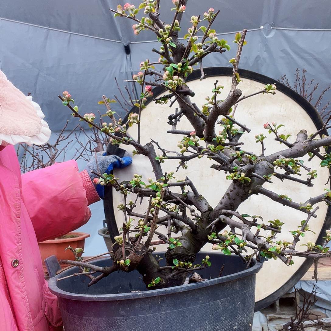 大****客海棠盆景一物一拍