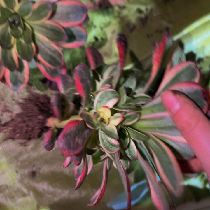 纳福量拍多肉植物不售后