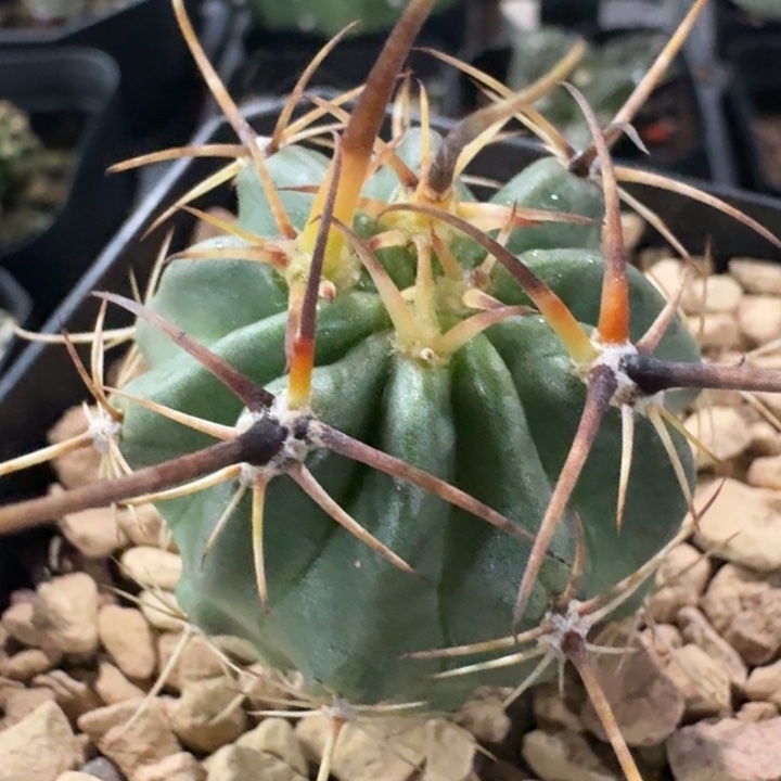 狂风丸实生仙人球 