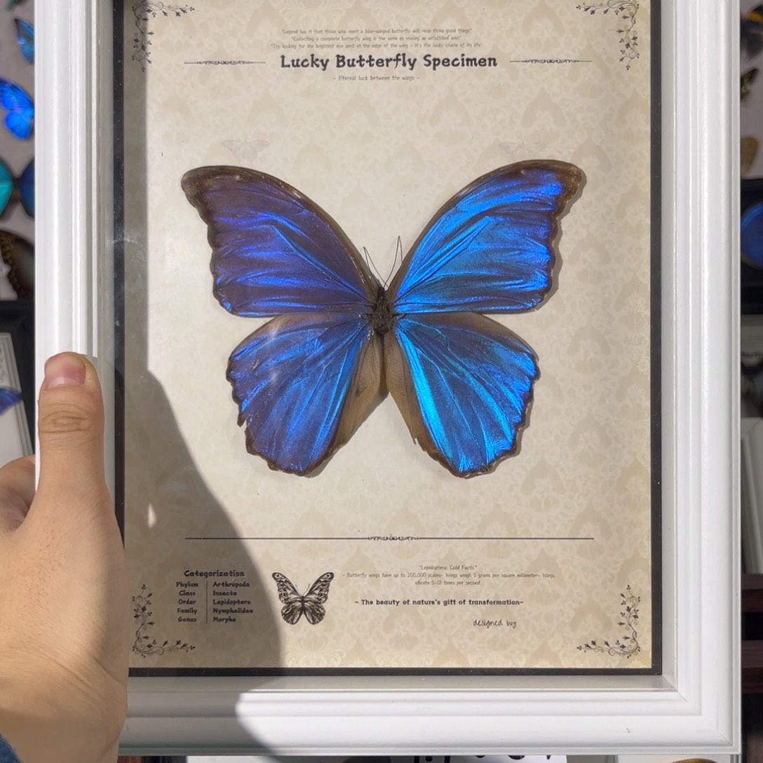 横款大蓝轻瑕疵白色欧式