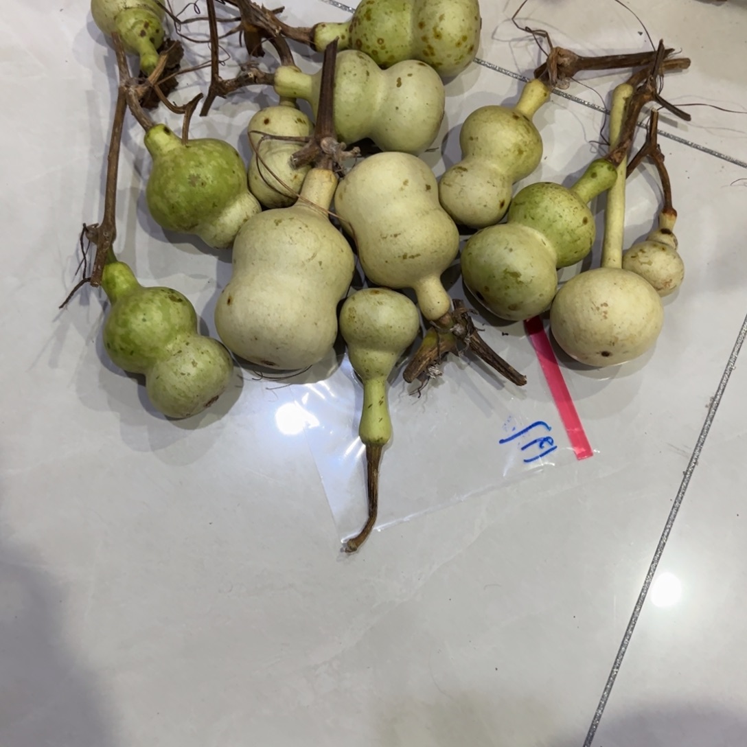 沉***静青及不包成一条的大白龙鱼尾