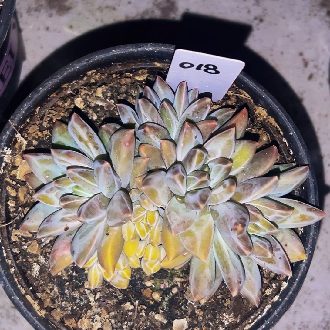 桔云多肉美人精品系列