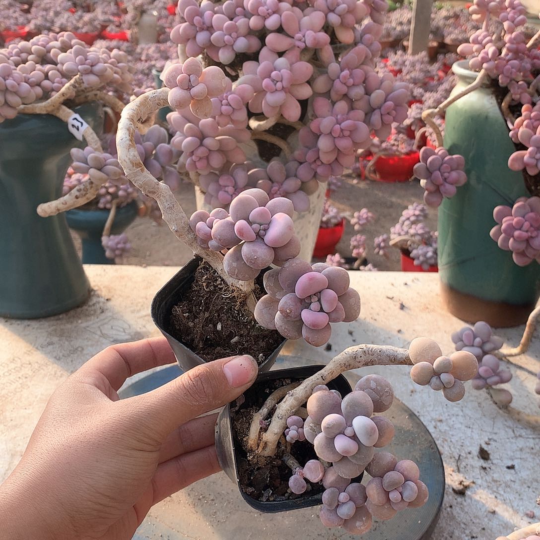 68一物一拍桃蛋老桩两颗小蹭头