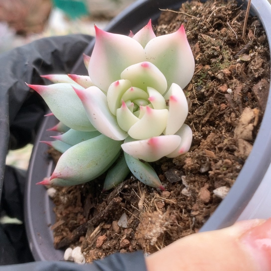 030锦锦锦锦锦锦锦锦