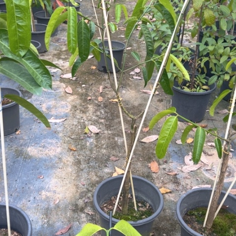 糊***哥金钻凤梨37953697489