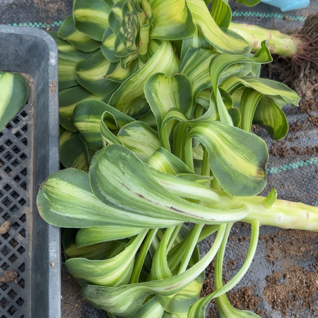 122暴君多肉植物山东发量