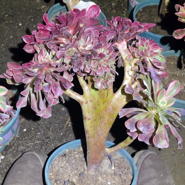 25厘米左右美杜莎缀747号