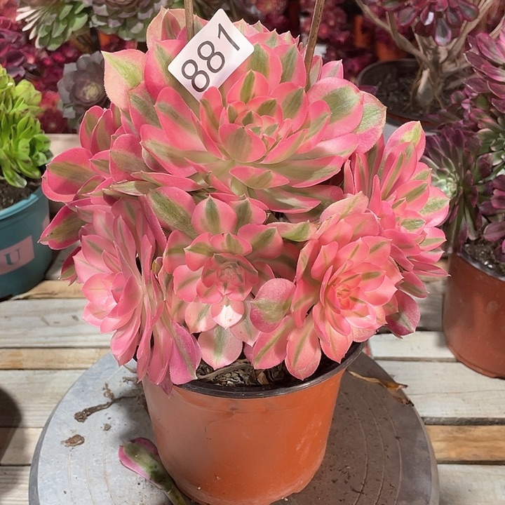 881粉女巫，冠幅22