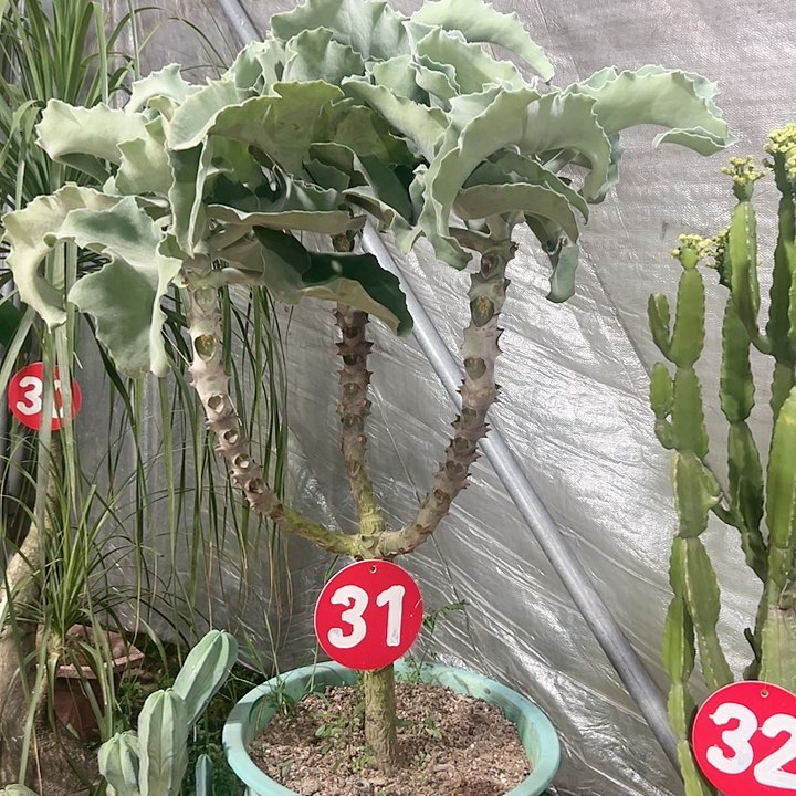 【闪购商品】东**重仙女之舞