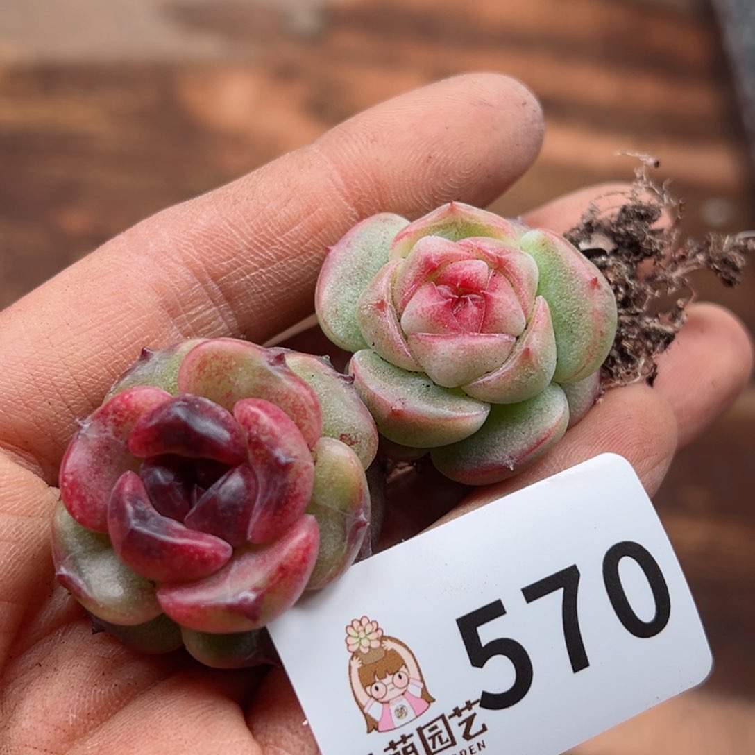 多肉植物多肉植物