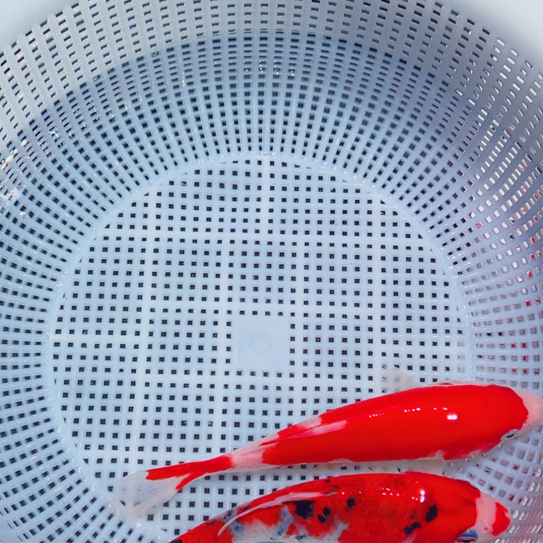 锦鲤锦鲤观赏鱼1111