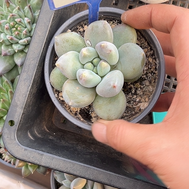 多肉植物胖体哥特116