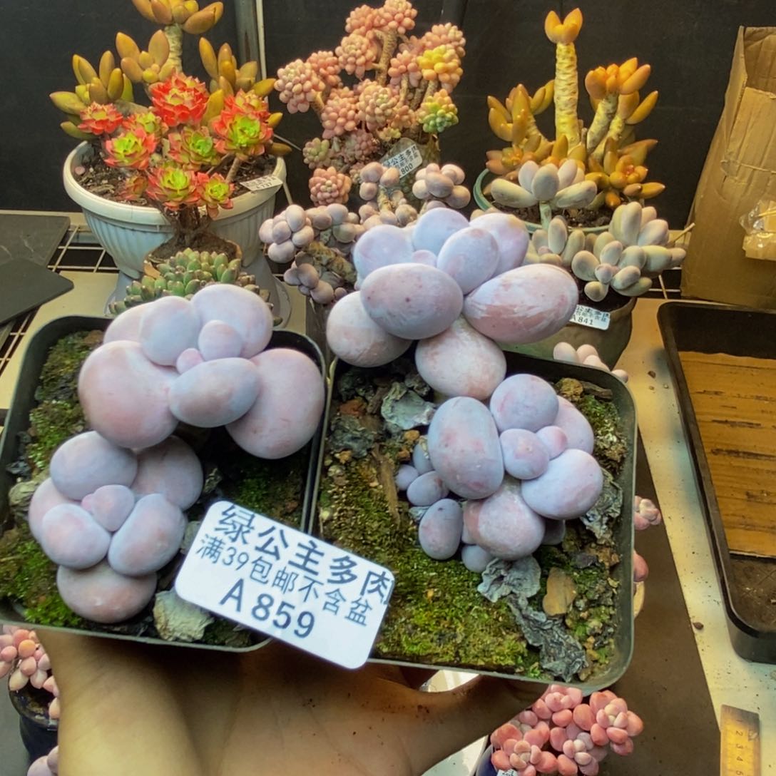 859芭比奶多肉两颗