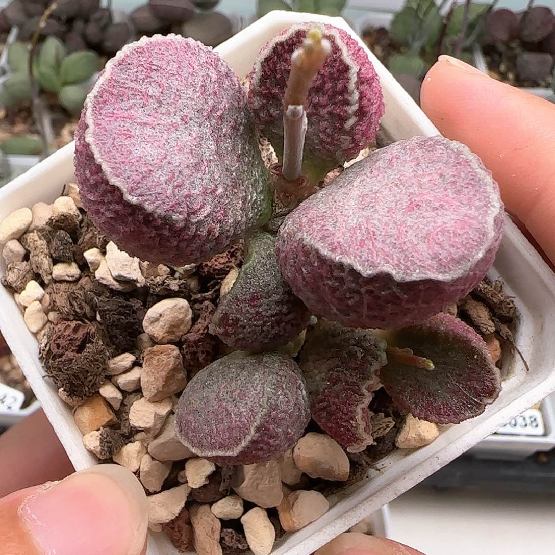 哈默猪肝多肉水泡植物