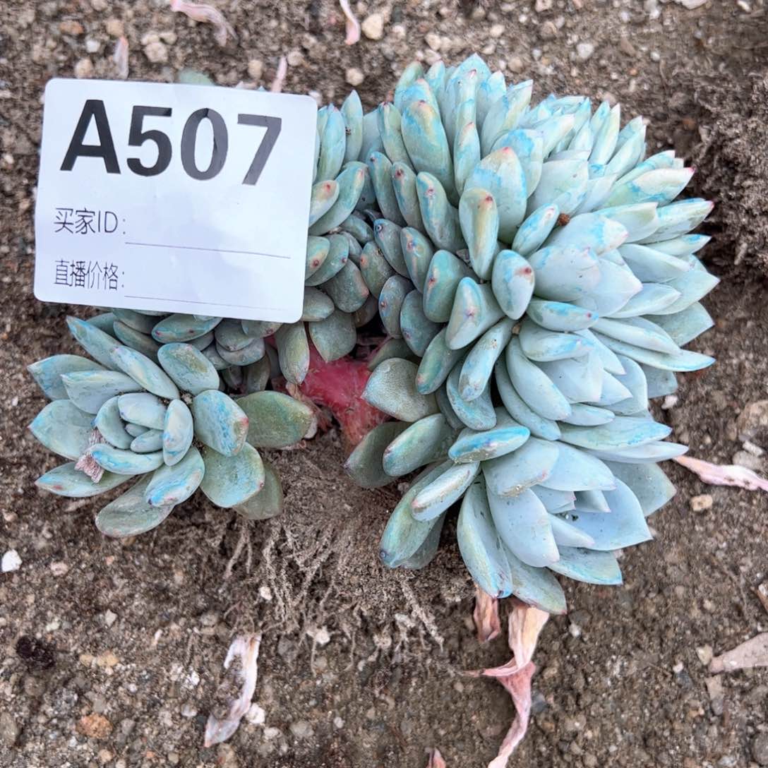 肉****?507 多肉多肉多肉多肉多肉多肉