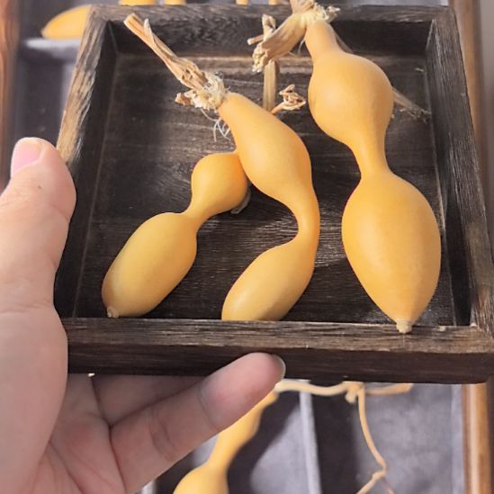 葫芦大白胖的蚂蚁