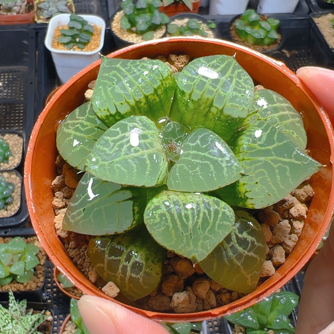 红盆水晶康平玉露多肉