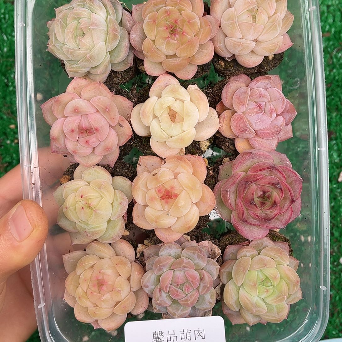 多肉一物一拍31-100