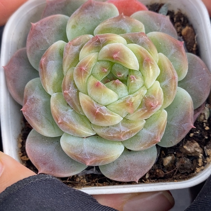 1208-516'冰魄多肉