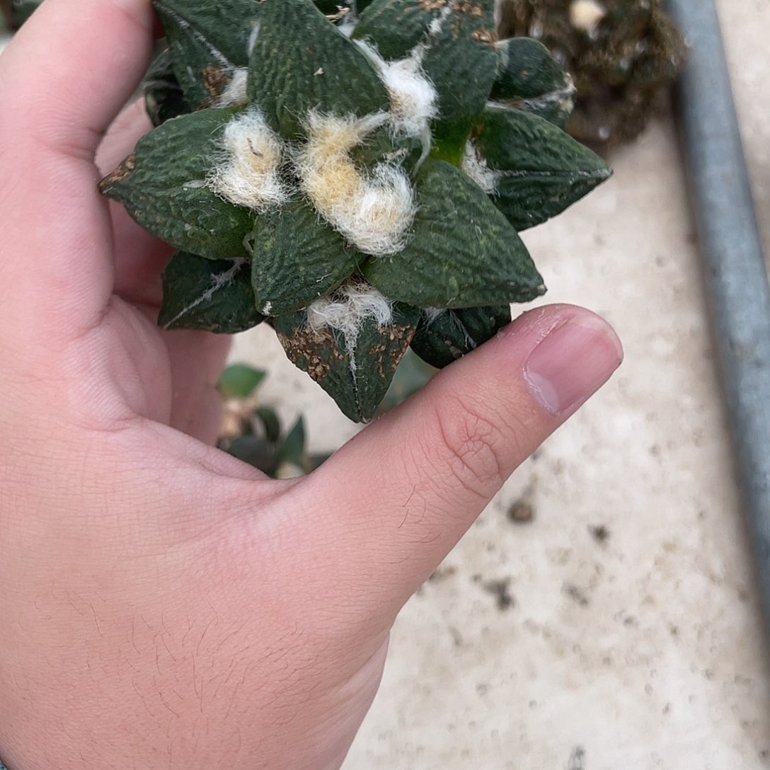 完全开放换***情特价2 38