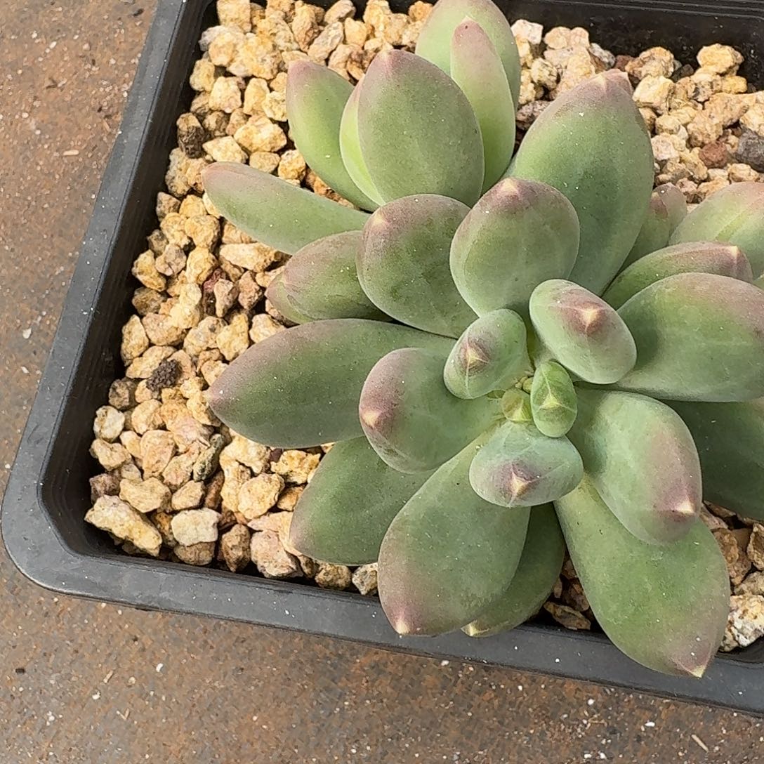 菊***姐菊子姐多肉X系列寄养