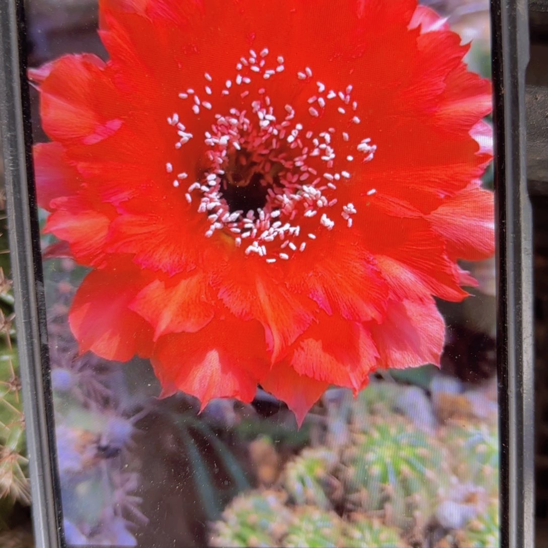 红颜凤彩侧牙20包邮仙人球8