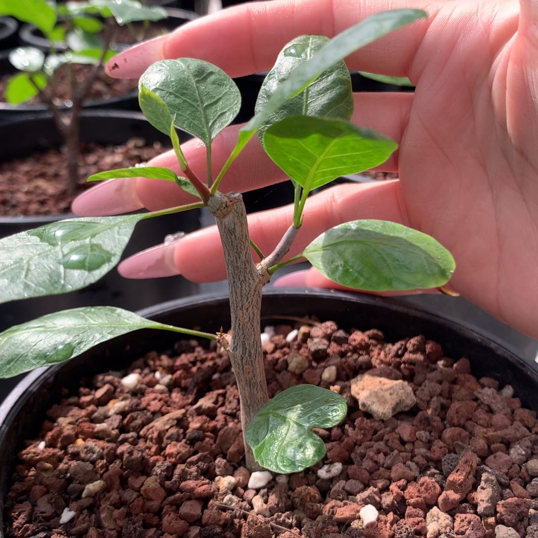 舍特达利裂榄带盆发货