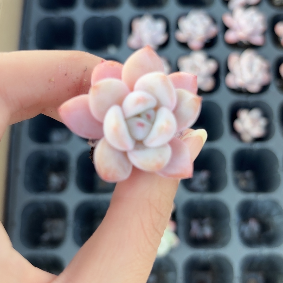 小穴苗半夏2颗多肉