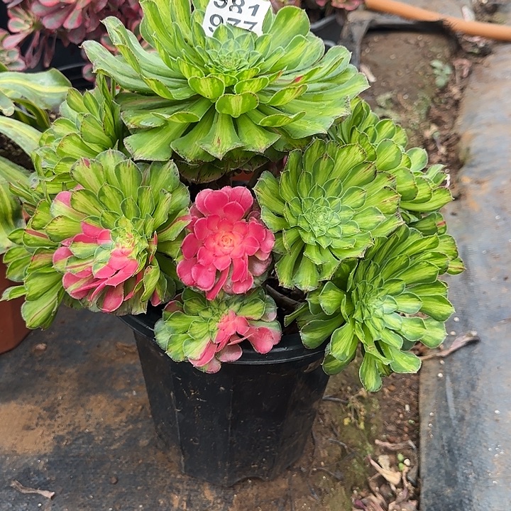 精品多肉植物0981