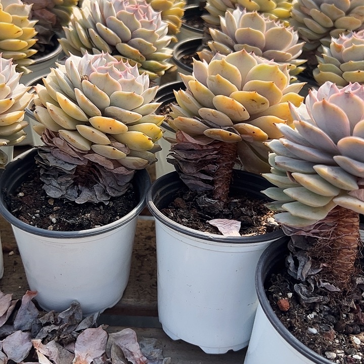 叠叶         露娜莲  