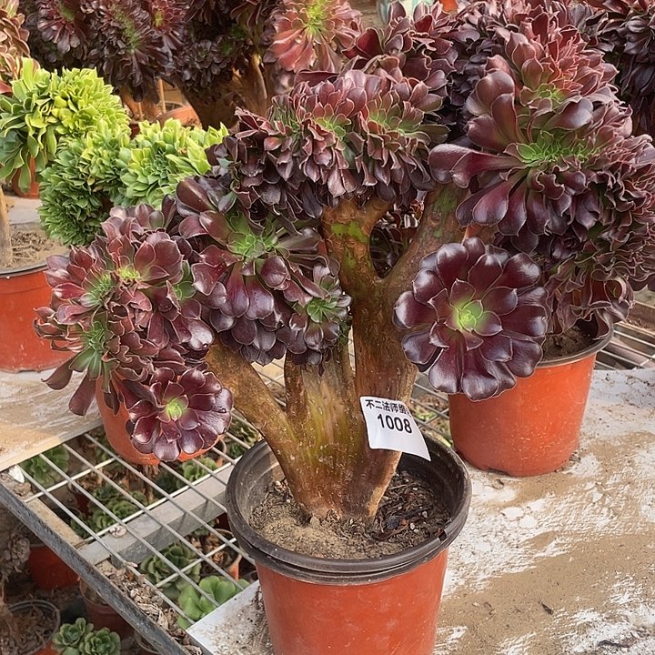 1008，多肉法师欧紫缀包邮