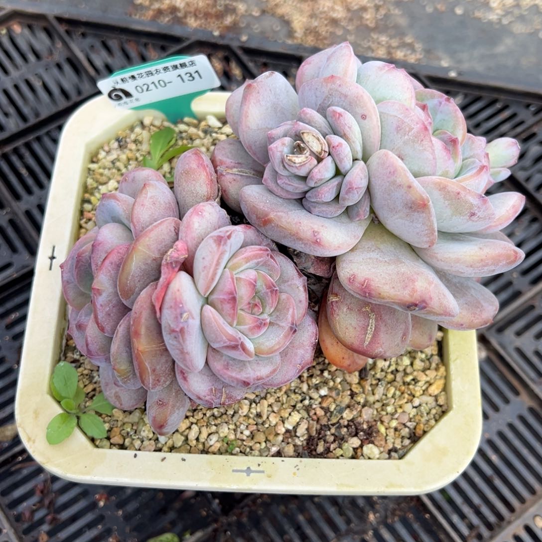 从前慢多肉精选编号0210.131