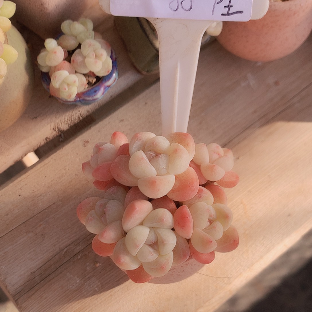 望舒带盆土发冰玉不包整