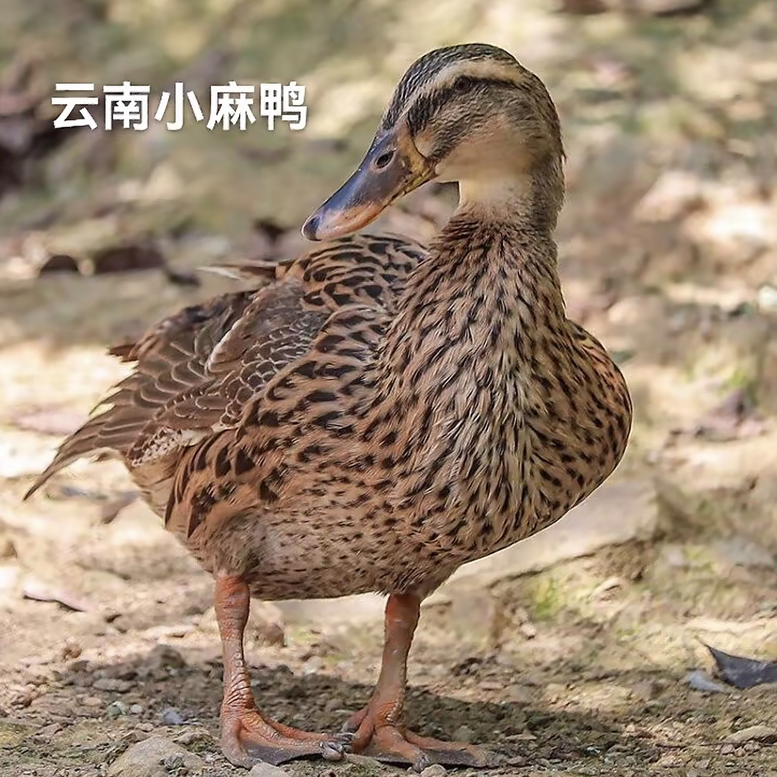 农家散养放养土鸭子草鸭麻鸭火鸭农村放养老鸭子走地鸭新鲜宰杀