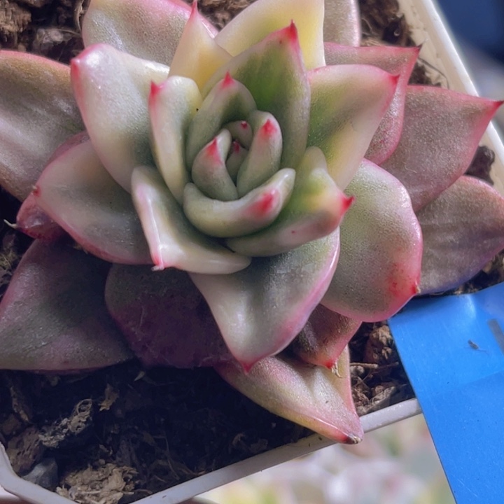 玛丽亚锦多肉植物301