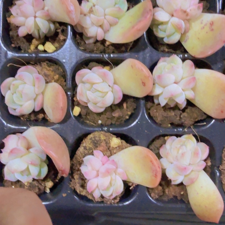 冰冰珍妮五颗一组