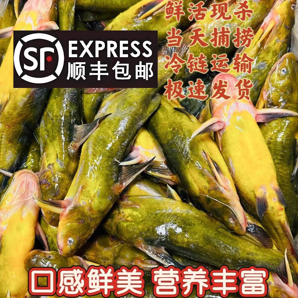 东北冷水冬捕鱼嘎牙子鱼黄辣丁鱼昂刺鱼三角峰鱼黄丫头鱼黄骨头鱼