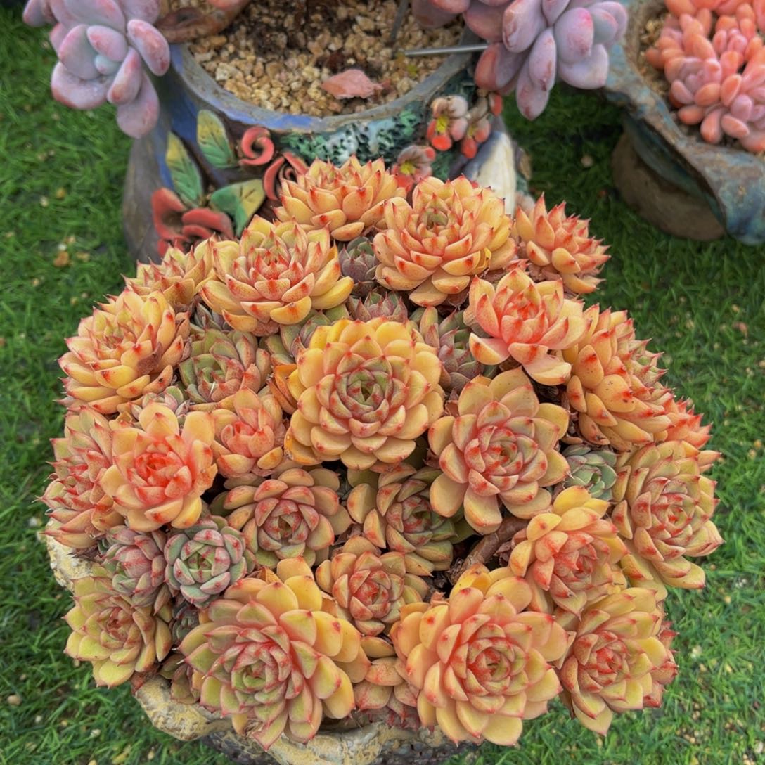 本吧老桩一物一拍