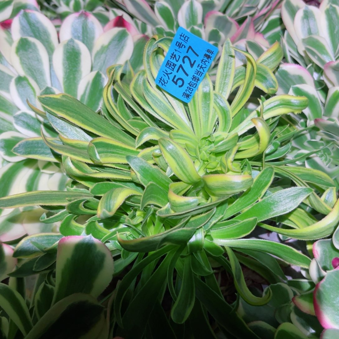 不知名5727多肉植物