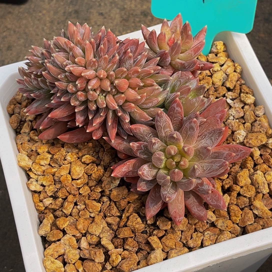 1111号上午多肉植物群生多肉植物群生