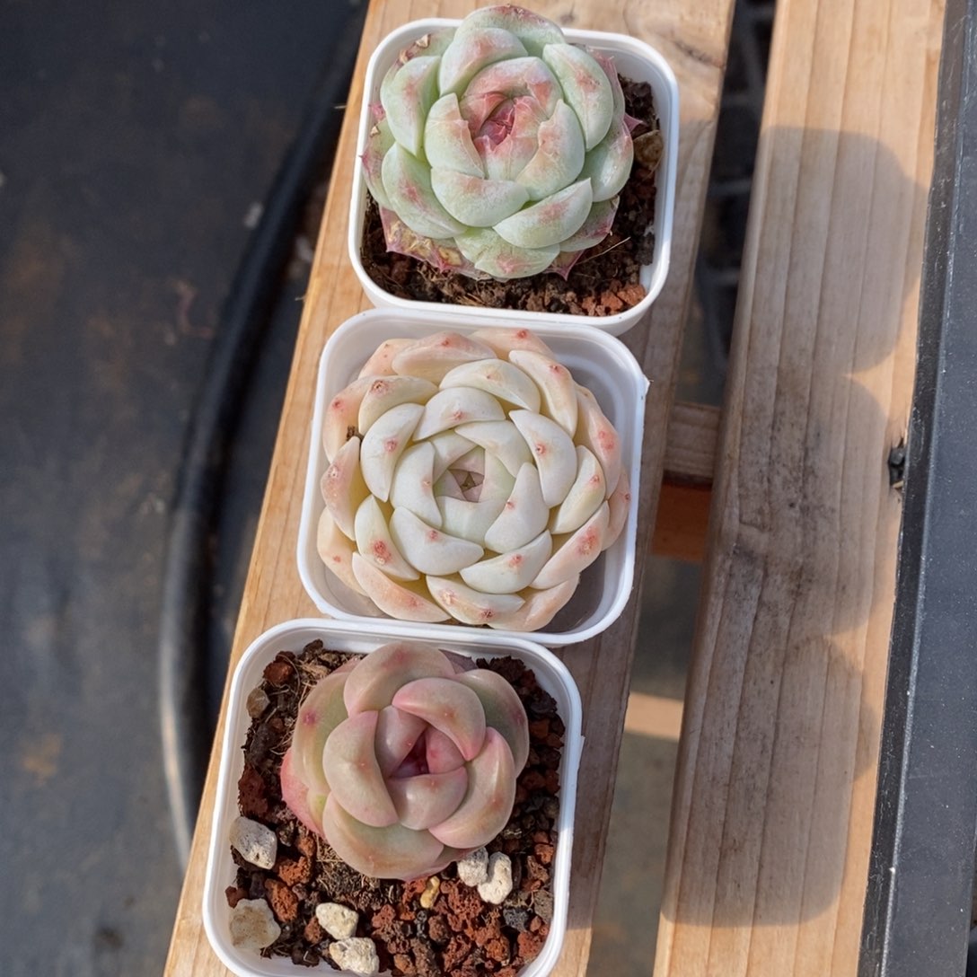 精品多肉一物一拍不包整110